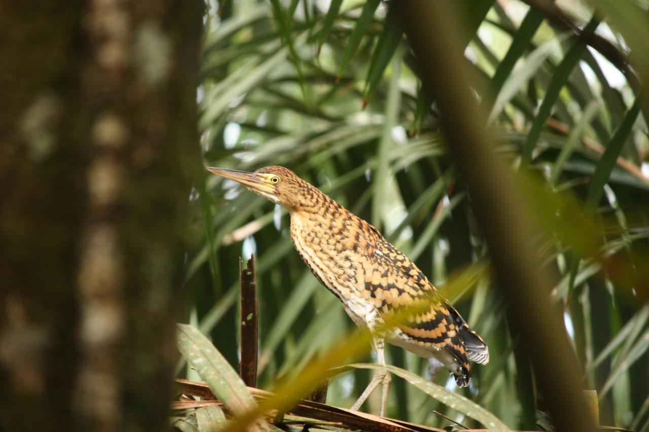 Hotel Vista Al Tortuguero Cariari  Εξωτερικό φωτογραφία