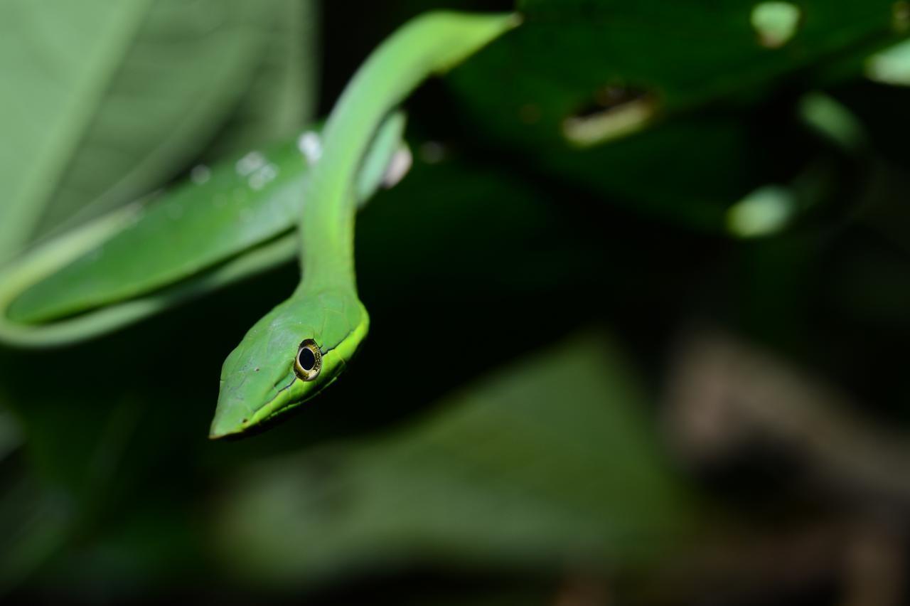 Hotel Vista Al Tortuguero Cariari  Εξωτερικό φωτογραφία